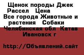Щенок породы Джек Рассел › Цена ­ 45 000 - Все города Животные и растения » Собаки   . Челябинская обл.,Катав-Ивановск г.